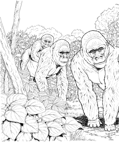 Three Gorillas In Forest Coloring Page